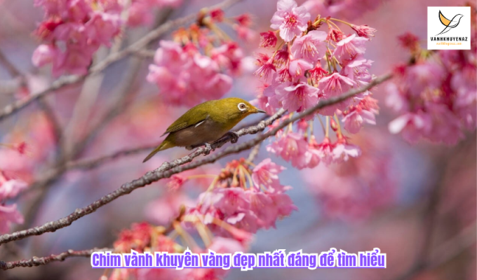 Chim vành khuyên vàng đẹp nhất đáng để tìm hiểu