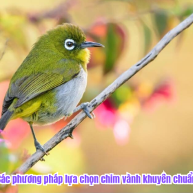 Các phương pháp lựa chọn chim vành khuyên chuẩn