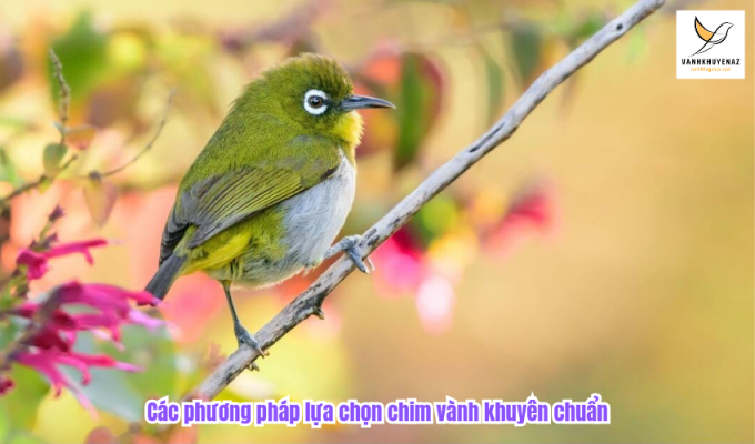 Các phương pháp lựa chọn chim vành khuyên chuẩn