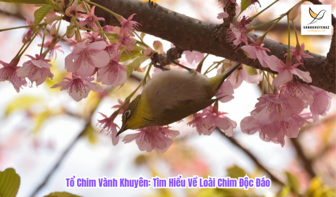 Tổ Chim Vành Khuyên: Tìm Hiểu Về Loài Chim Độc Đáo