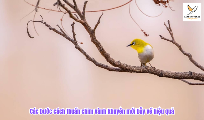 Các bước cách thuần chim vành khuyên mới bẫy về hiệu quả