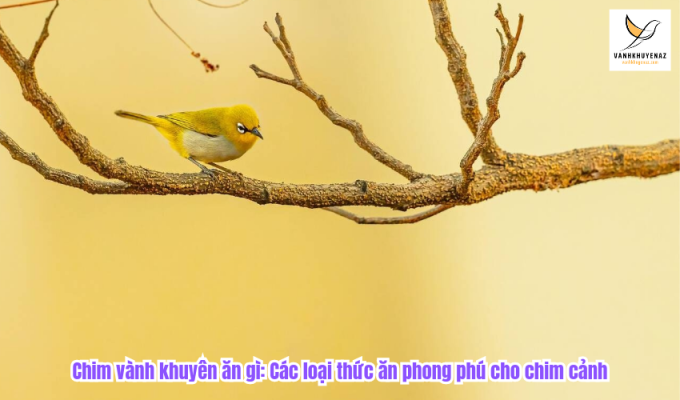 Chim vành khuyên ăn gì: Các loại thức ăn phong phú cho chim cảnh