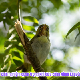 Những kinh nghiệm quan trọng khi đưa chim Vành Khuyên đi thi