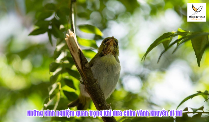 Những kinh nghiệm quan trọng khi đưa chim Vành Khuyên đi thi